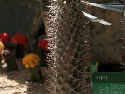 게아이 사진 - Pachypodium geayi Photos