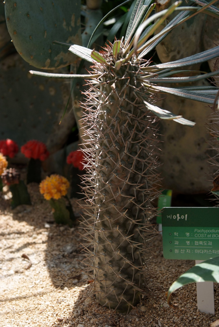 게아이 - Pachypodium geayi