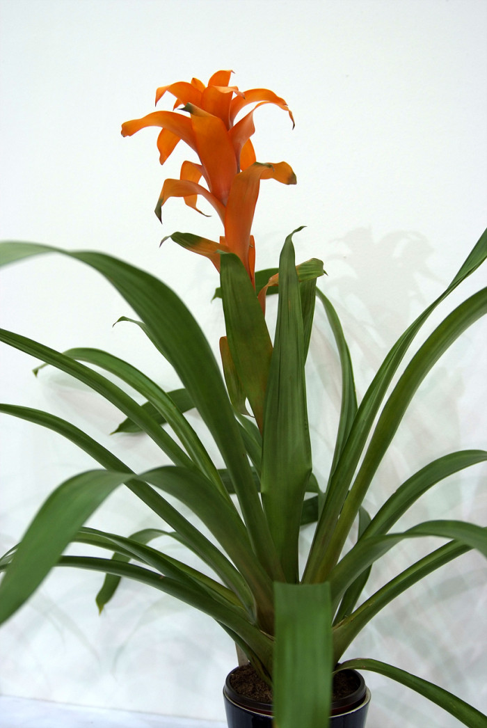 틸란디시아 - Tillandsia bergeri