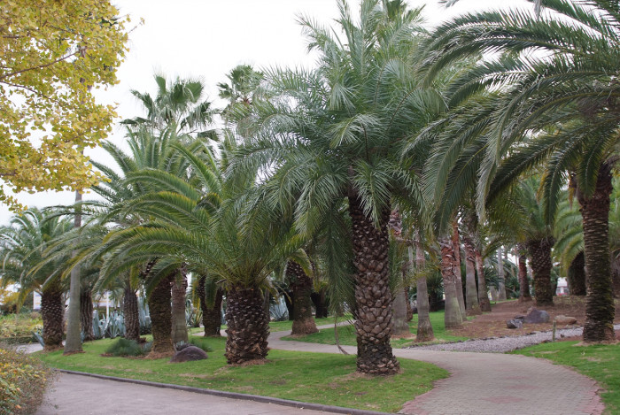 카나리아야자 - Canary Island date palm, Pineapple palm, Phoenix canariensis