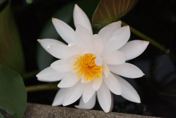수련 - Nymphaea tetragona var. angusta