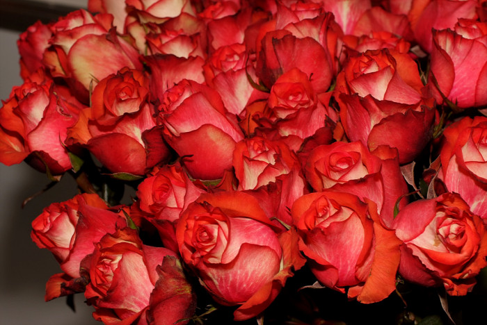 장미 - Rose, Rosa hybrida