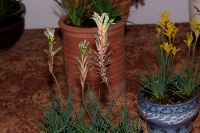 아나고잔서스 - Kangaroo paw, Anigozanthos Labill.