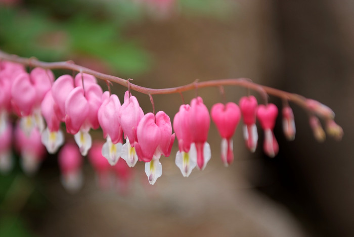 금낭화 - Dicentra spectabilis