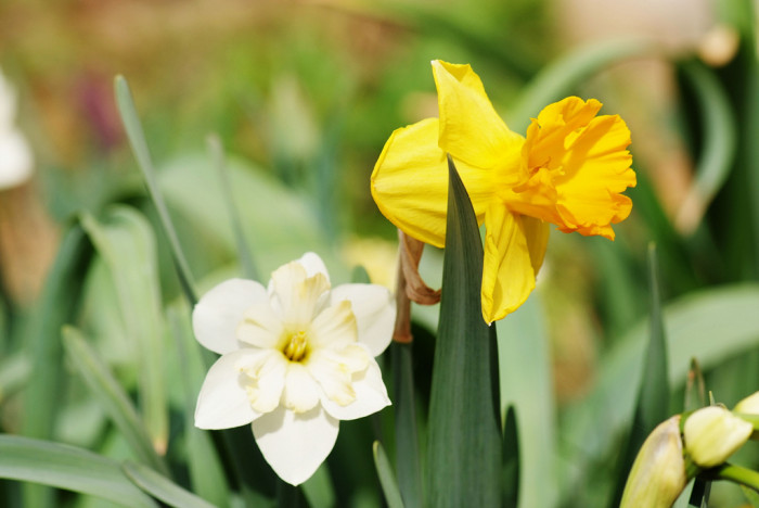 수선화 - daffodil, Narcissus tazetta var. chinensis