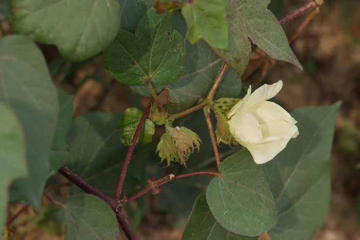 목화 - Gossypium indicum Lam.