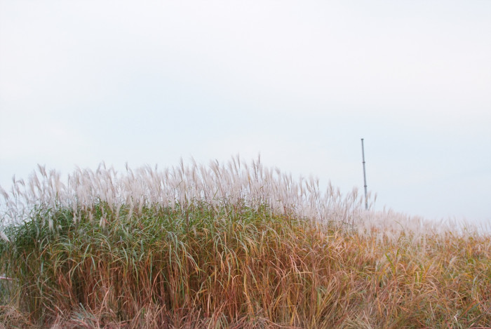 억새 - peder, Miscanthus sinensis var. purpurascens (Andersson) Rendle