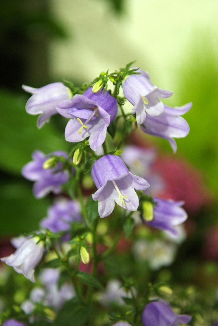 캄파눌라 - Canterbury bells, Campanula poscharskyana