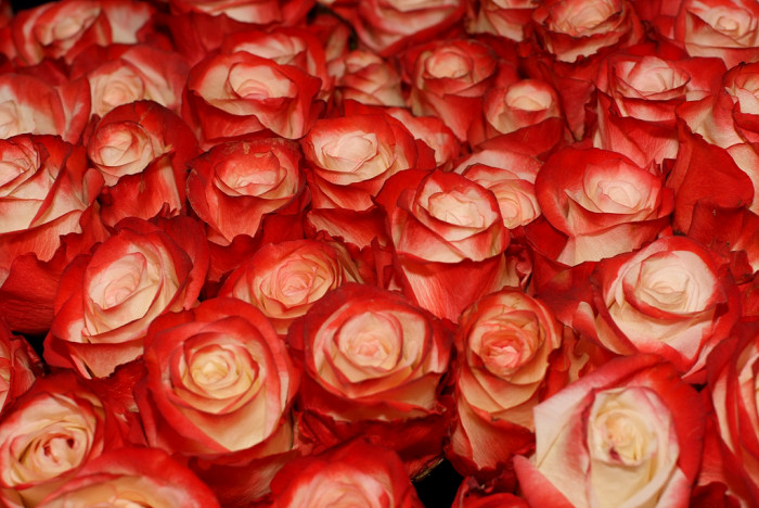 장미 - Rose, Rosa hybrida