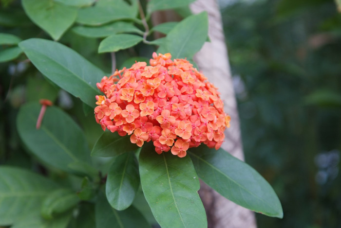 익소라 차이넨시스 - Ixora chinensis