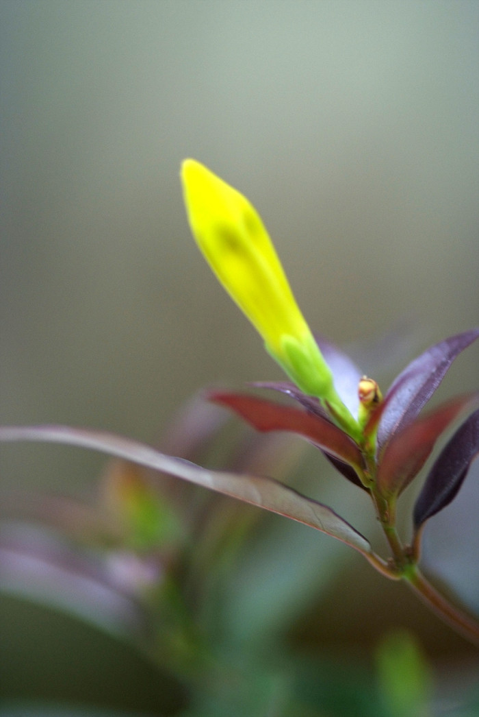 개나리자스민 - Carolina jasmine, Gelsemium sempervirens (L.) J.St.-Hil