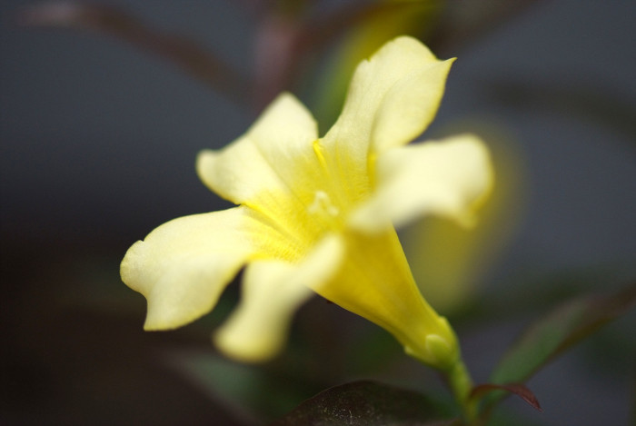 개나리자스민 - Carolina jasmine, Gelsemium sempervirens (L.) J.St.-Hil