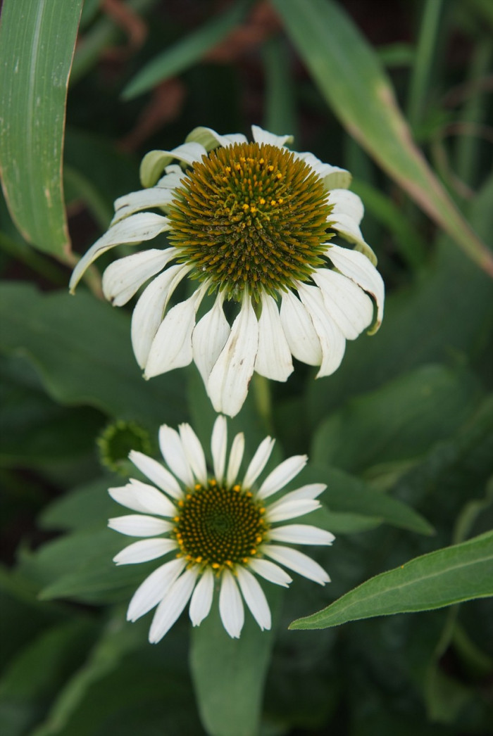에키네시아 - eastern purple coneflower, hedgehog coneflower, purple coneflower, Echinacea purpurea