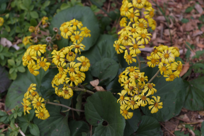 털머위 - Farfugium japonicum (L.) Kitam.