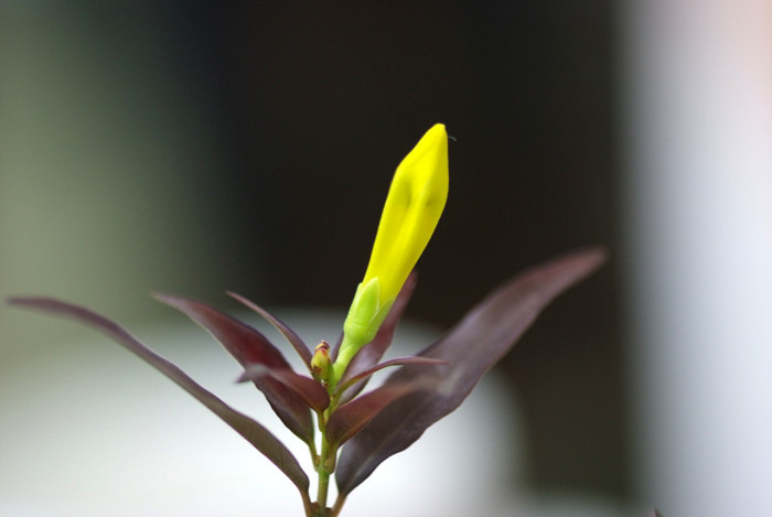 개나리자스민 - Carolina jasmine, Gelsemium sempervirens (L.) J.St.-Hil