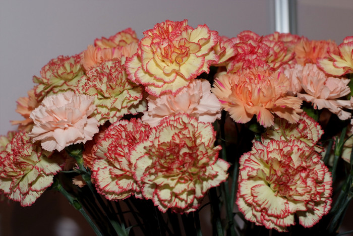 카네이션 - Bernard, Dianthus caryophyllus L.
