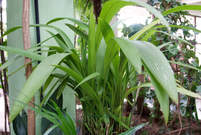 가꾸리고엽란 - Palm Grass, Whale Back, Curculigo capitulate
