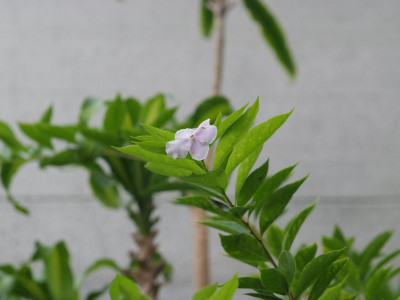 브룬펠시아 사진 - Brunfelsia pauciflora Photos