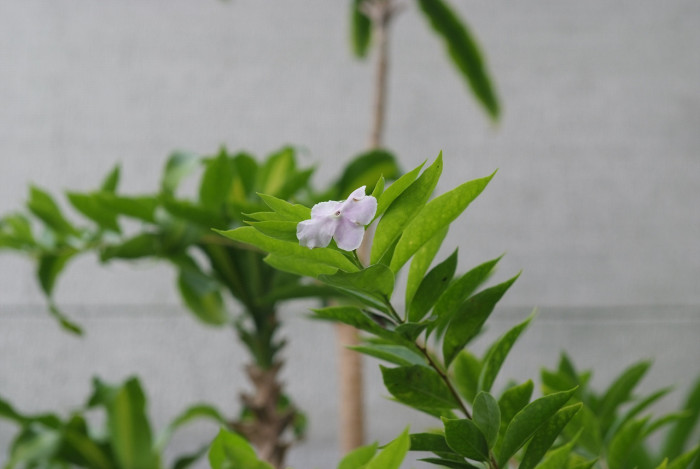 브룬펠시아 - Marning-Moon and night, Brunfelsia pauciflora