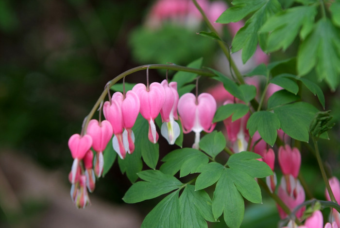금낭화 - Dicentra spectabilis
