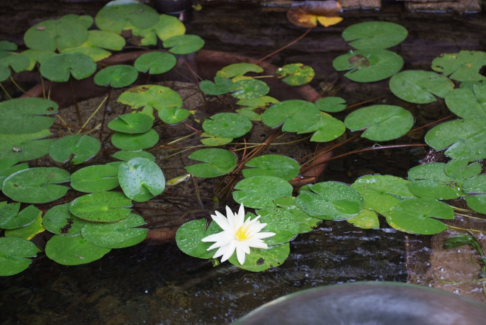 수련 - Nymphaea tetragona var. angusta