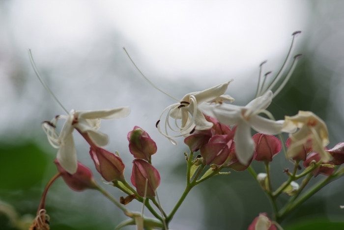 누리장나무 - Harlequin Glorybower, Clerodendrum trichotomum