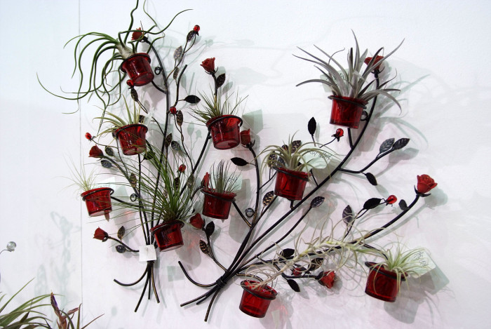 틸란디시아 - Tillandsia bergeri