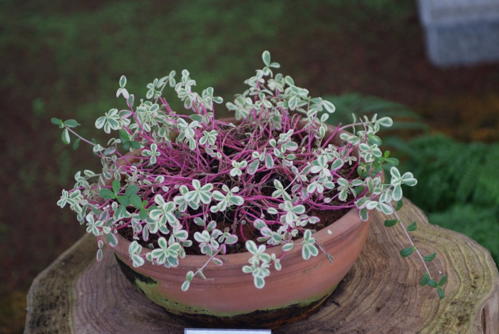 태양화 - Purslane, Portulaca oleracea L. var.granatus Bailey