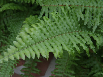 공작고사리 사진 - Adiantum pedatum L. Photos