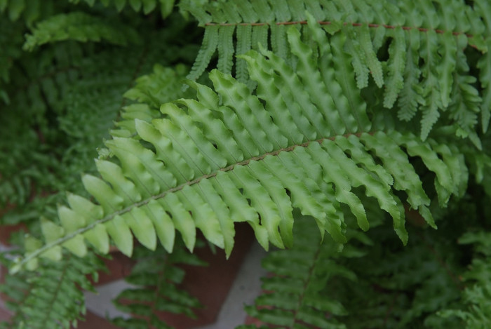 공작고사리 - Adiantum pedatum L.