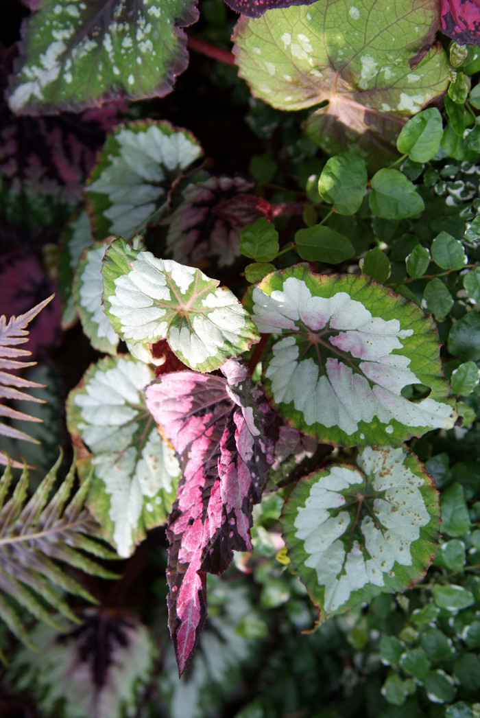 렉스베고니아 - Rex begonia, Begonia rex
