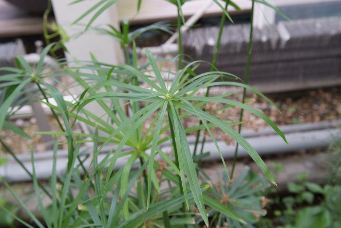 종려방동사니 - Cyperus alternifolius L.