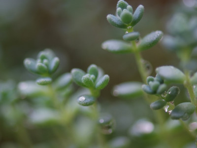 좀바위솔 사진 - Orostachys minuta (Kom.) A.Berger Photos
