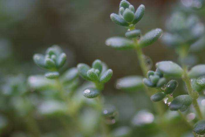 좀바위솔 - Orostachys minuta (Kom.) A.Berger