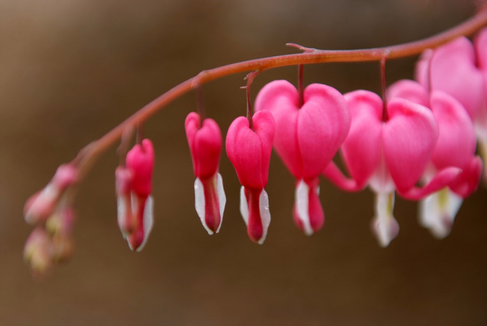 금낭화 - Dicentra spectabilis
