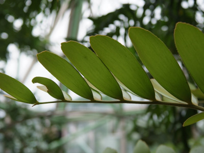 멕시코소철 사진 - Zamia pumila Photos