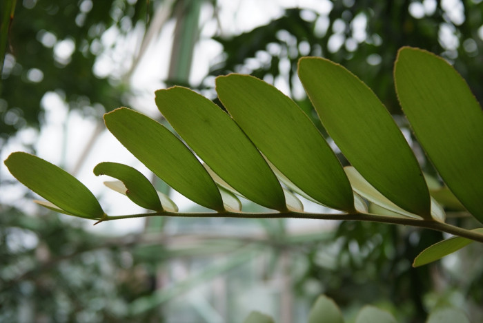 멕시코소철 - sago palm, Zamia pumila
