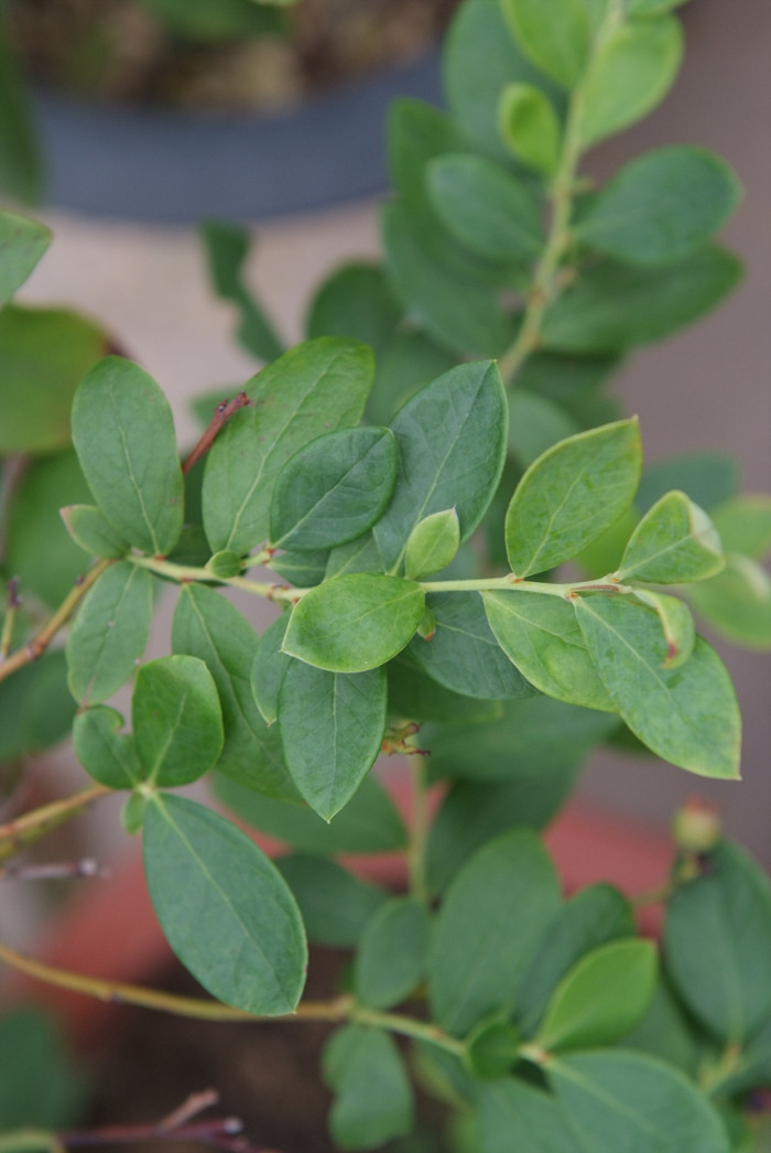 블루베리 - Blueberry, Vaccinium spp.