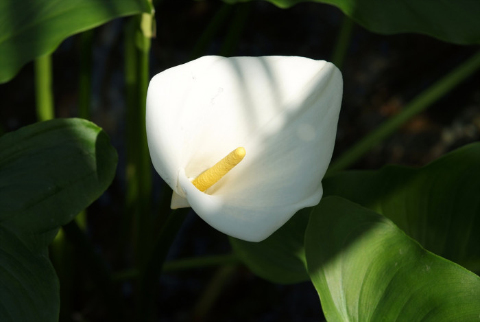 물카라 - Arum lily, Calla lily, Zantedeschia sp.