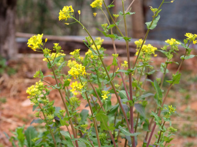 무 사진 - Raphanus sativus L. Photos