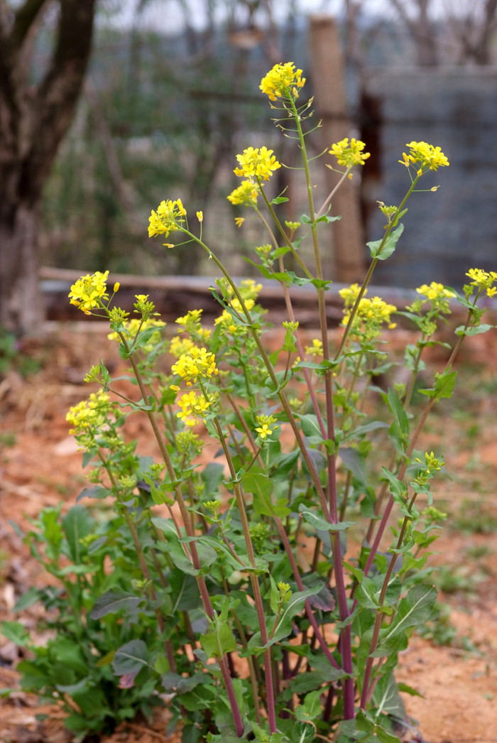 무 - Raphanus sativus L.
