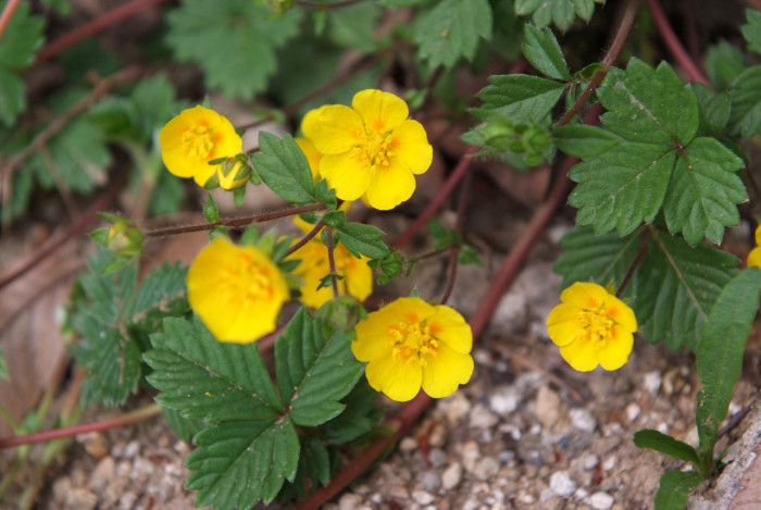 좀양지꽃 - Potentilla matsumurae Th.Wolf