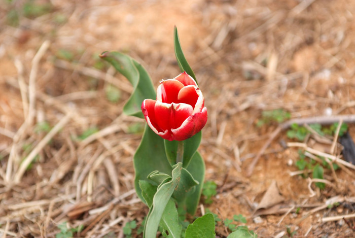 튤립 - Tulip, Tulipa gesneriana