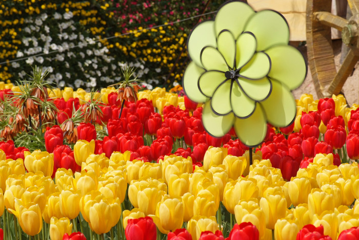 튤립 - Tulip, Tulipa gesneriana