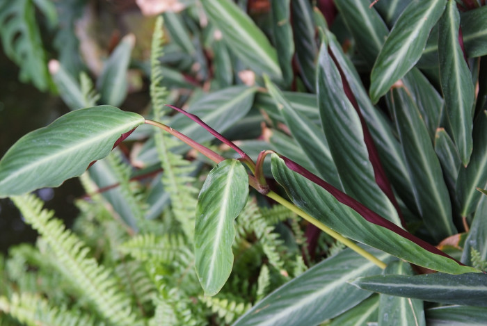 극락조화 - Bird of paradise, Strelitzia reginae