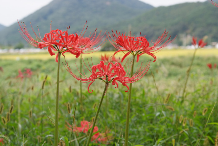 석산 - red spider lily, Lycoris radiata