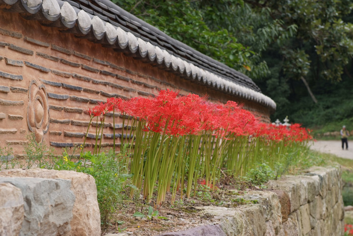 석산 - red spider lily, Lycoris radiata