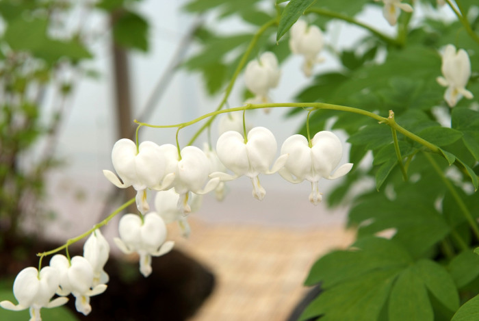 금낭화 - Dicentra spectabilis