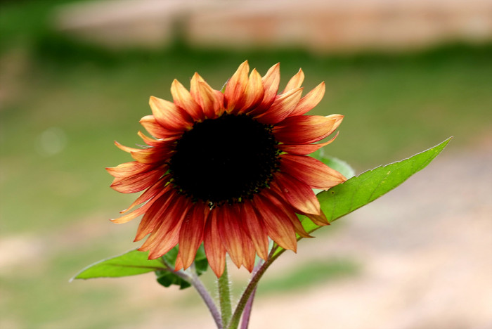 해바라기 - Sunflower, Helianthus annuus