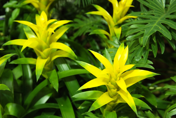아나나스 - Ananas spp.